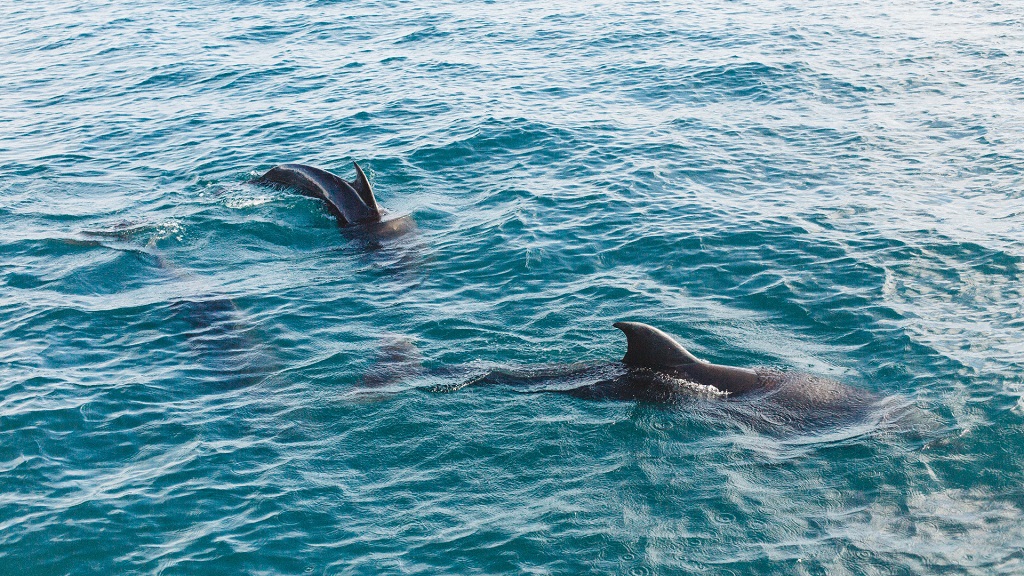 Dolphin Tour